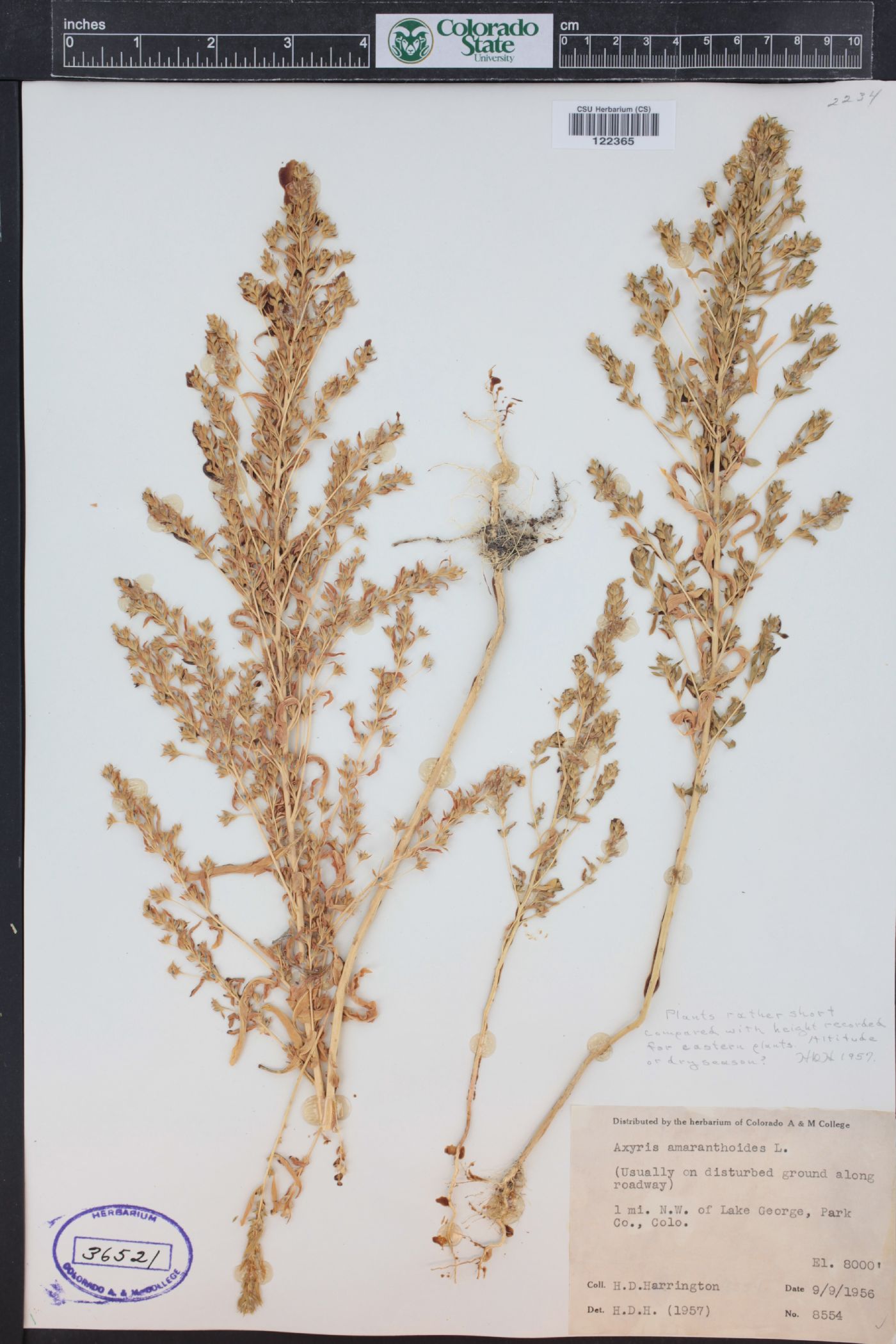 Axyris amaranthoides image