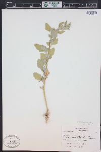 Chenopodium berlandieri image