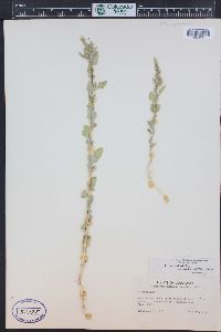 Chenopodium berlandieri var. zschackei image