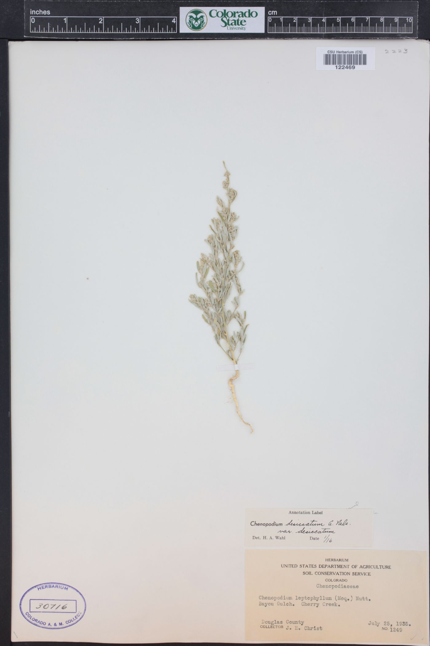 Chenopodium desiccatum image