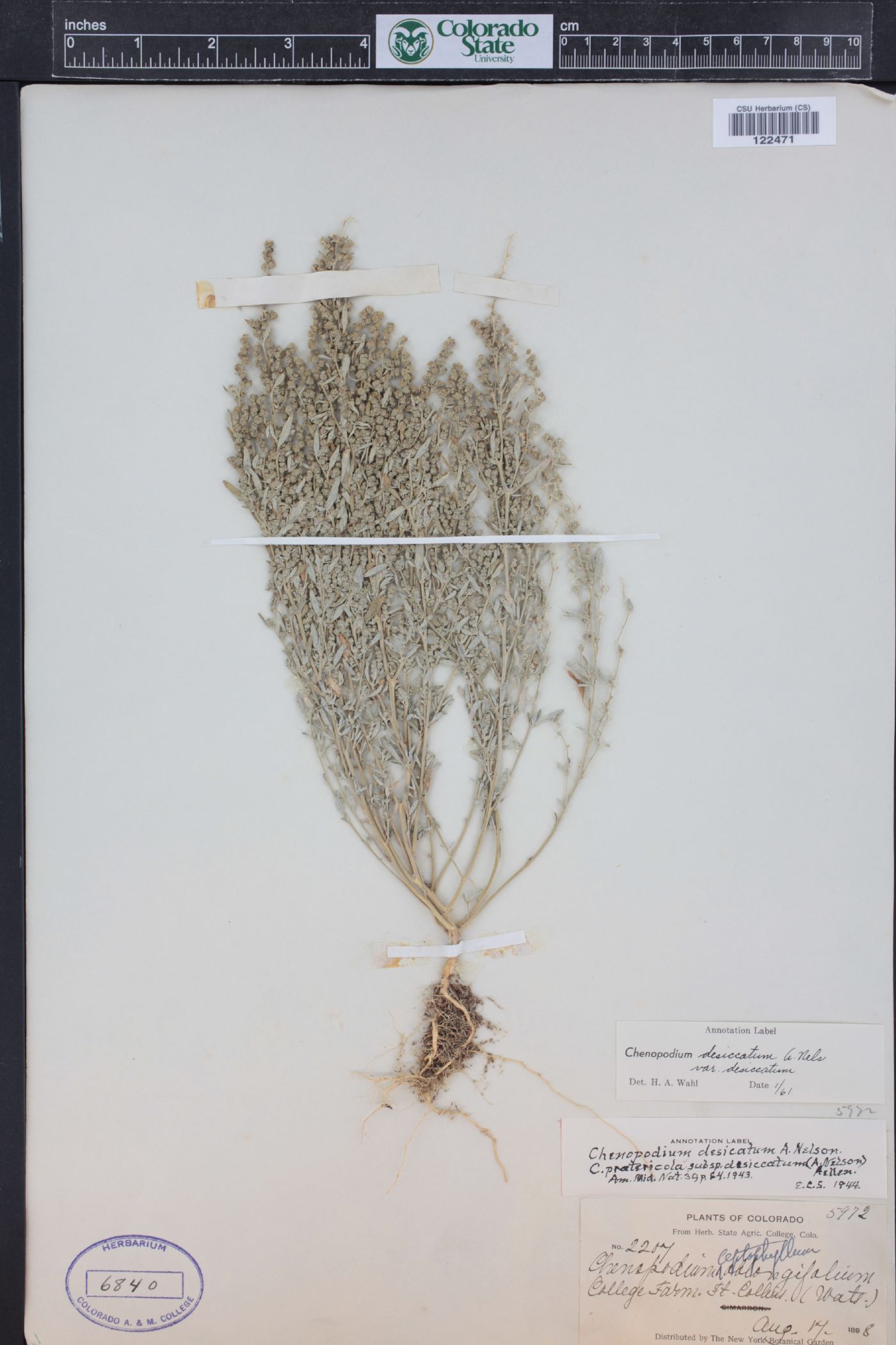 Chenopodium desiccatum image