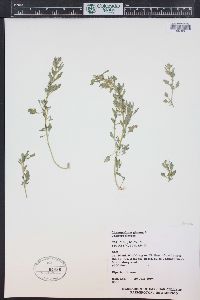 Oxybasis glauca var. salina image