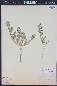 Oxybasis glauca var. salina image