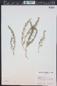 Dysphania graveolens image