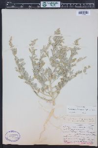 Chenopodium incanum image