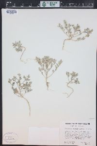 Chenopodium incanum image