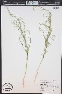 Chenopodium leptophyllum image