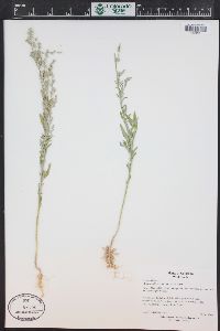 Chenopodium pratericola image