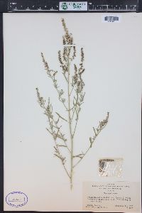 Cycloloma atriplicifolium image