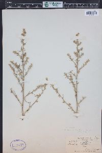 Salsola tragus image