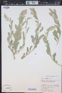 Zuckia brandegeei image