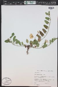 Convolvulus arvensis image