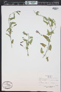 Convolvulus arvensis image