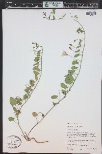 Convolvulus arvensis image