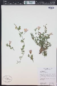 Convolvulus arvensis image