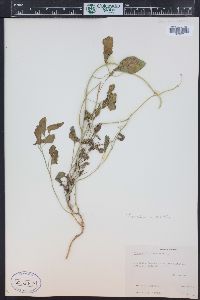 Convolvulus arvensis image