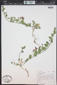 Convolvulus arvensis image