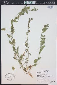 Convolvulus arvensis image