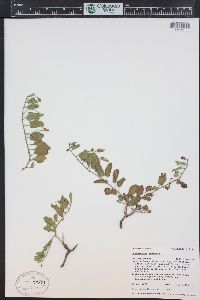 Convolvulus arvensis image