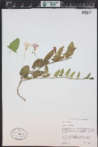 Convolvulus arvensis image