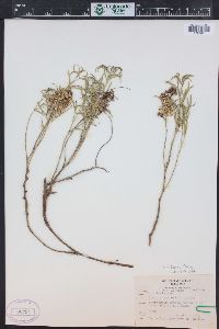 Cuscuta indecora image