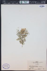 Cuscuta indecora image