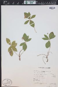 Cornus canadensis image