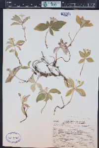 Cornus canadensis image