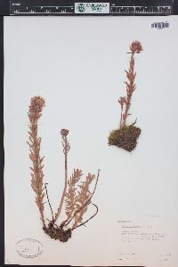 Rhodiola rhodantha image