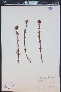 Rhodiola rhodantha image