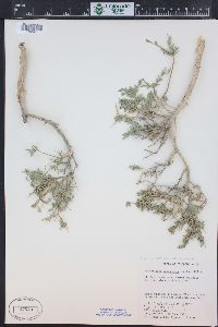 Glossopetalon spinescens var. meionandrum image