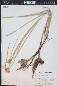 Bolboschoenus maritimus subsp. paludosus image