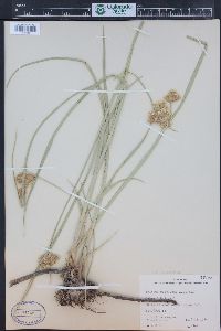 Bolboschoenus maritimus subsp. paludosus image