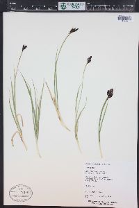 Carex albonigra image