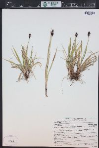 Carex albonigra image