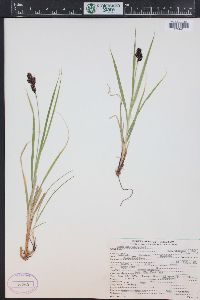 Carex chalciolepis image