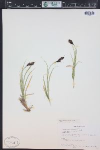 Carex chalciolepis image