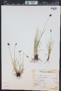 Carex arapahoensis image