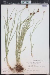 Carex athrostachya image