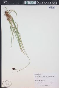 Carex chalciolepis image