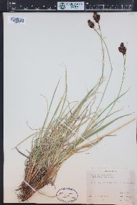 Carex chalciolepis image