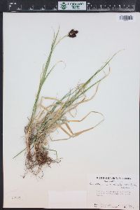 Carex chalciolepis image