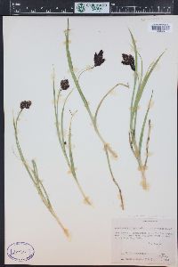 Carex chalciolepis image