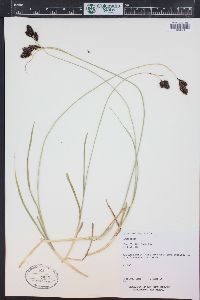 Carex chalciolepis image