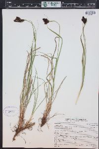 Carex chalciolepis image