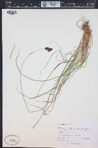 Carex chalciolepis image