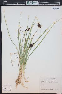 Carex chalciolepis image