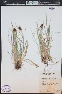 Carex chalciolepis image