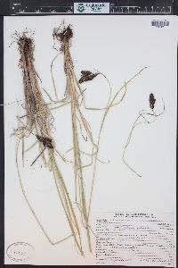 Carex chalciolepis image