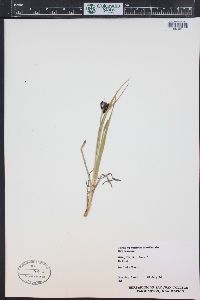 Carex nelsonii image